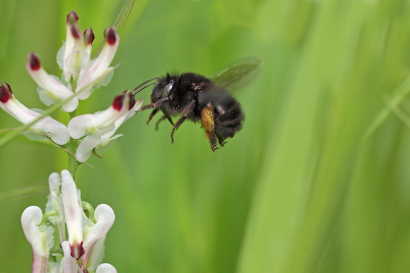 Imenottero nero: Anthophora plumipes femmina